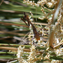 Pseudovates arizonae