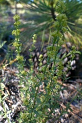Galium serpenticum scotticum