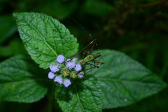 Phaneroptera nigroantennata