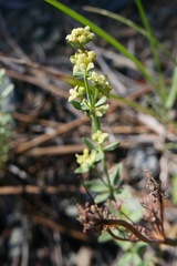 Galium serpenticum scotticum