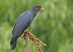 Red-Throated Caracara photo 2