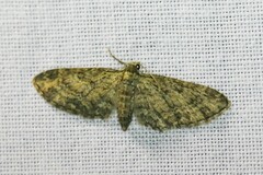 Eupithecia inturbata