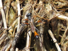 Ammophila heydeni
