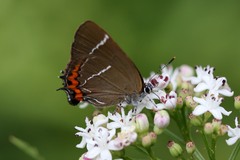 Satyrium w-album