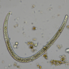 Pratylenchus penetrans