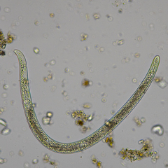 Pratylenchus penetrans