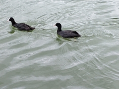Fulica atra