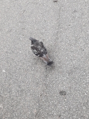 Columba livia domestica