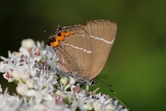 Satyrium w-album
