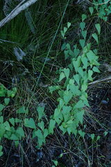 Dioscorea burchellii