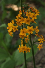 Primula bulleyana