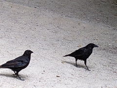 Corvus corone