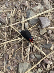 Ctenucha rubroscapus