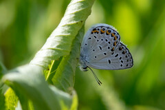 Plebejus samuelis
