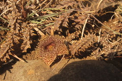 Huernia hystrix