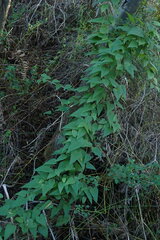 Dioscorea burchellii