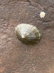 Patella ulyssiponensis