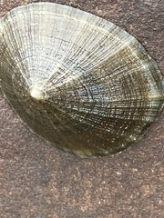 Patella ulyssiponensis
