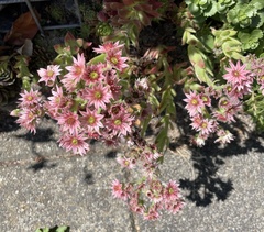 Sempervivum arachnoideum