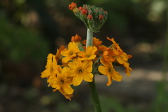 Primula bulleyana