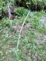 Calamagrostis varia