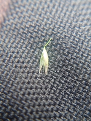 Calamagrostis varia
