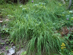 Calamagrostis varia