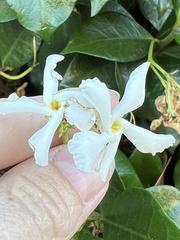 Trachelospermum jasminoides