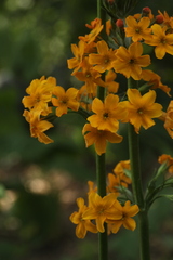 Primula bulleyana