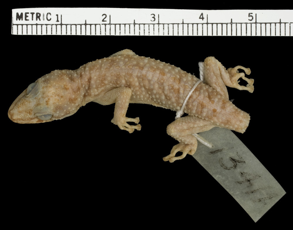 Isla Partida Del Norte Leaf-Toed Gecko