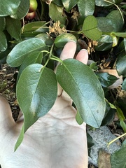 Trachelospermum jasminoides