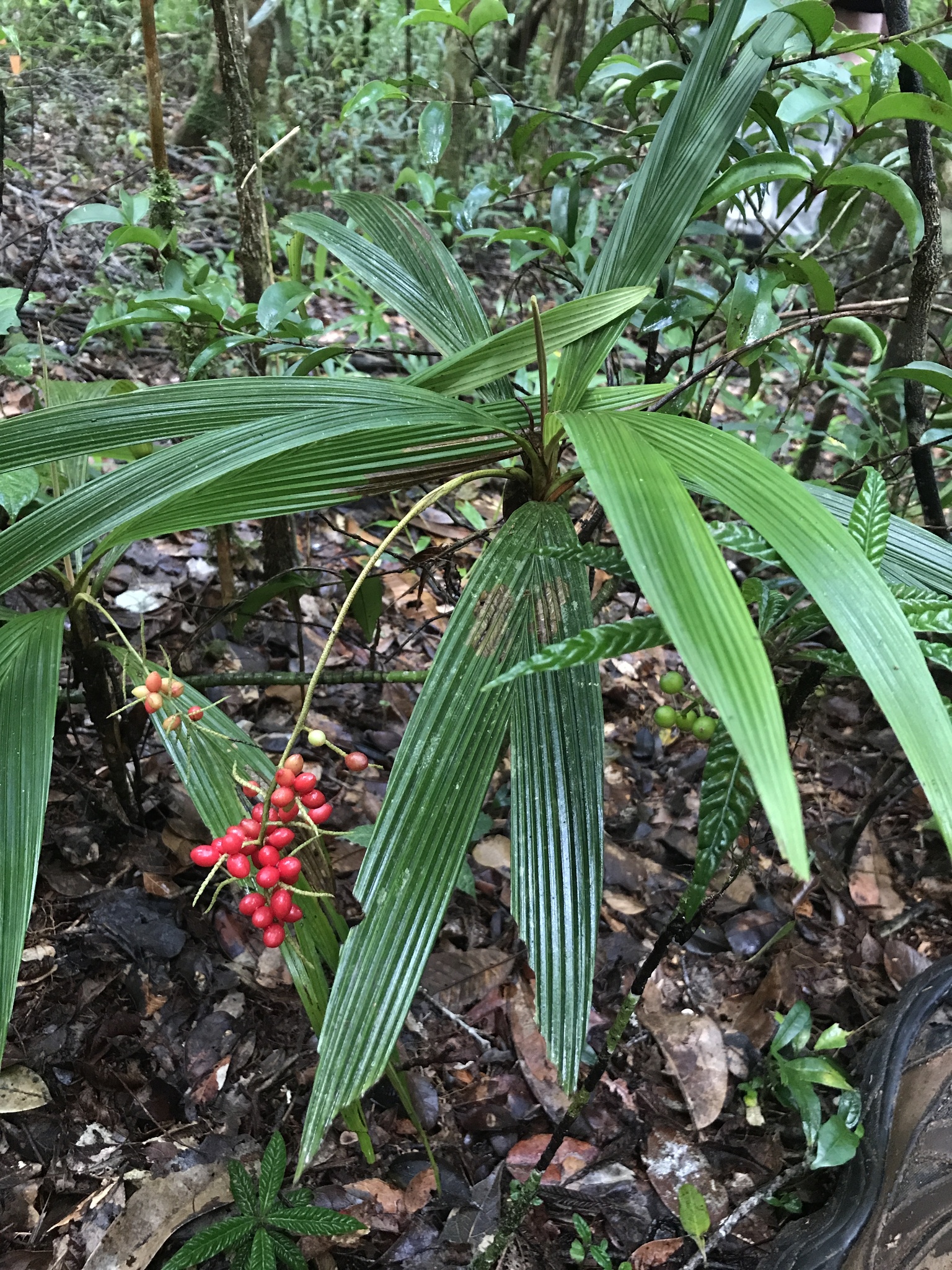 Dypsis