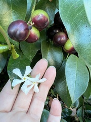 Trachelospermum jasminoides