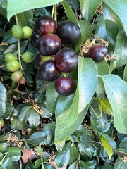 Trachelospermum jasminoides