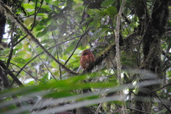 Glaucidium jardinii