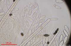 Lasiobolus macrotrichus