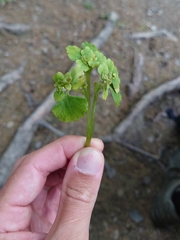 Chrysosplenium alternifolium