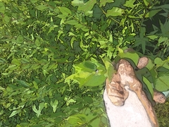 Silphium integrifolium