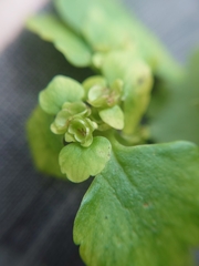 Chrysosplenium alternifolium