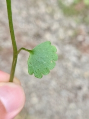 Chrysosplenium alternifolium