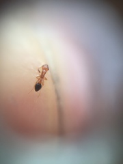 Cardiocondyla minutior