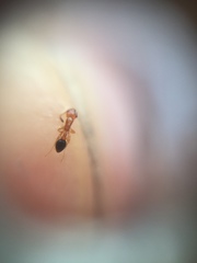 Cardiocondyla minutior