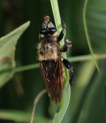 Laphria grossa
