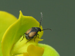 Bruchidius biguttatus