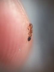 Cardiocondyla minutior