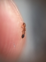 Cardiocondyla minutior
