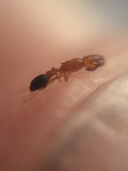 Cardiocondyla minutior