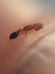 Cardiocondyla minutior
