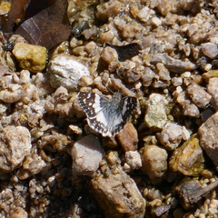 Heliopetes domicella