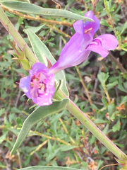 Penstemon speciosus